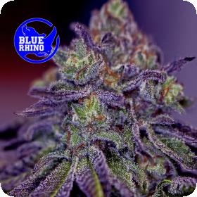 Blue Rhino Feminised Seeds Blue Rhino Feminised Seeds